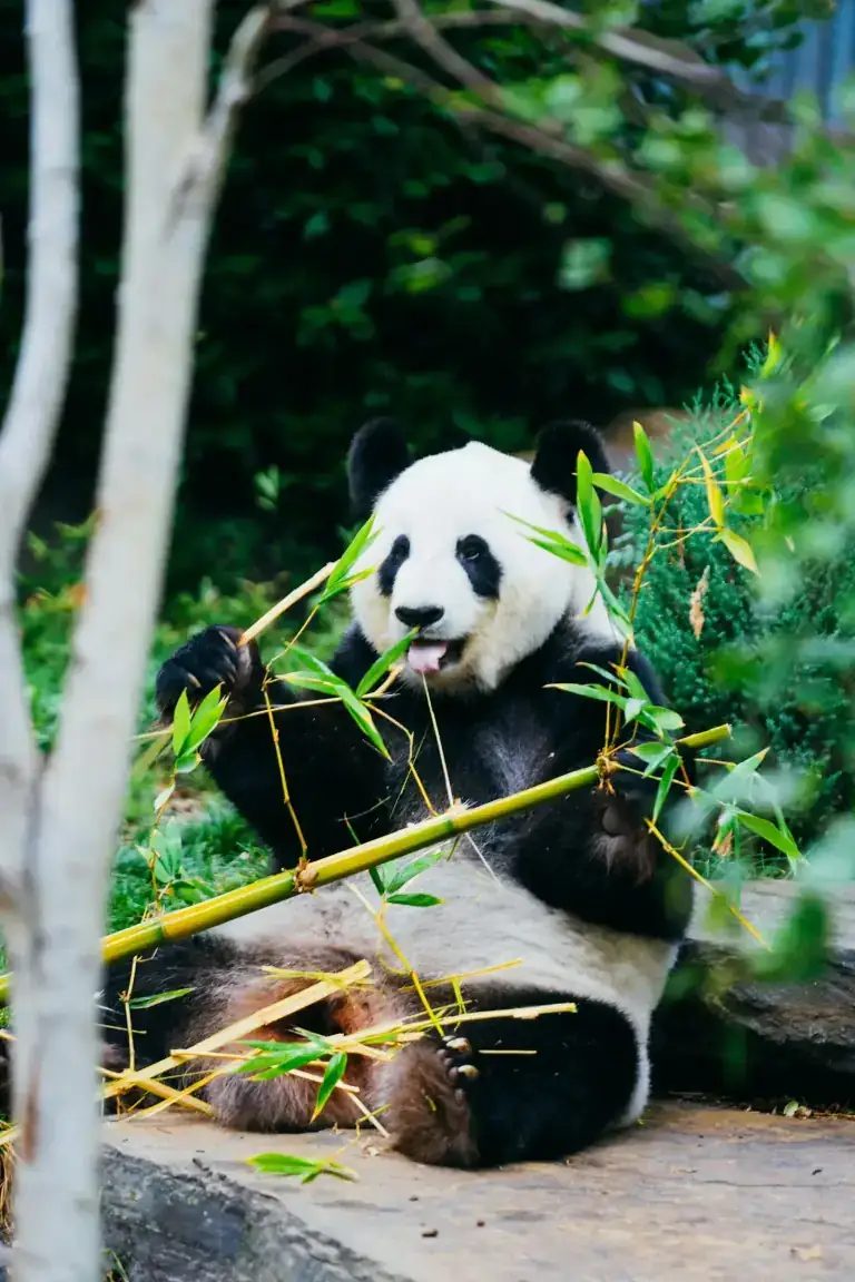 Bifengxia Panda Base (碧峰峡) giant panda