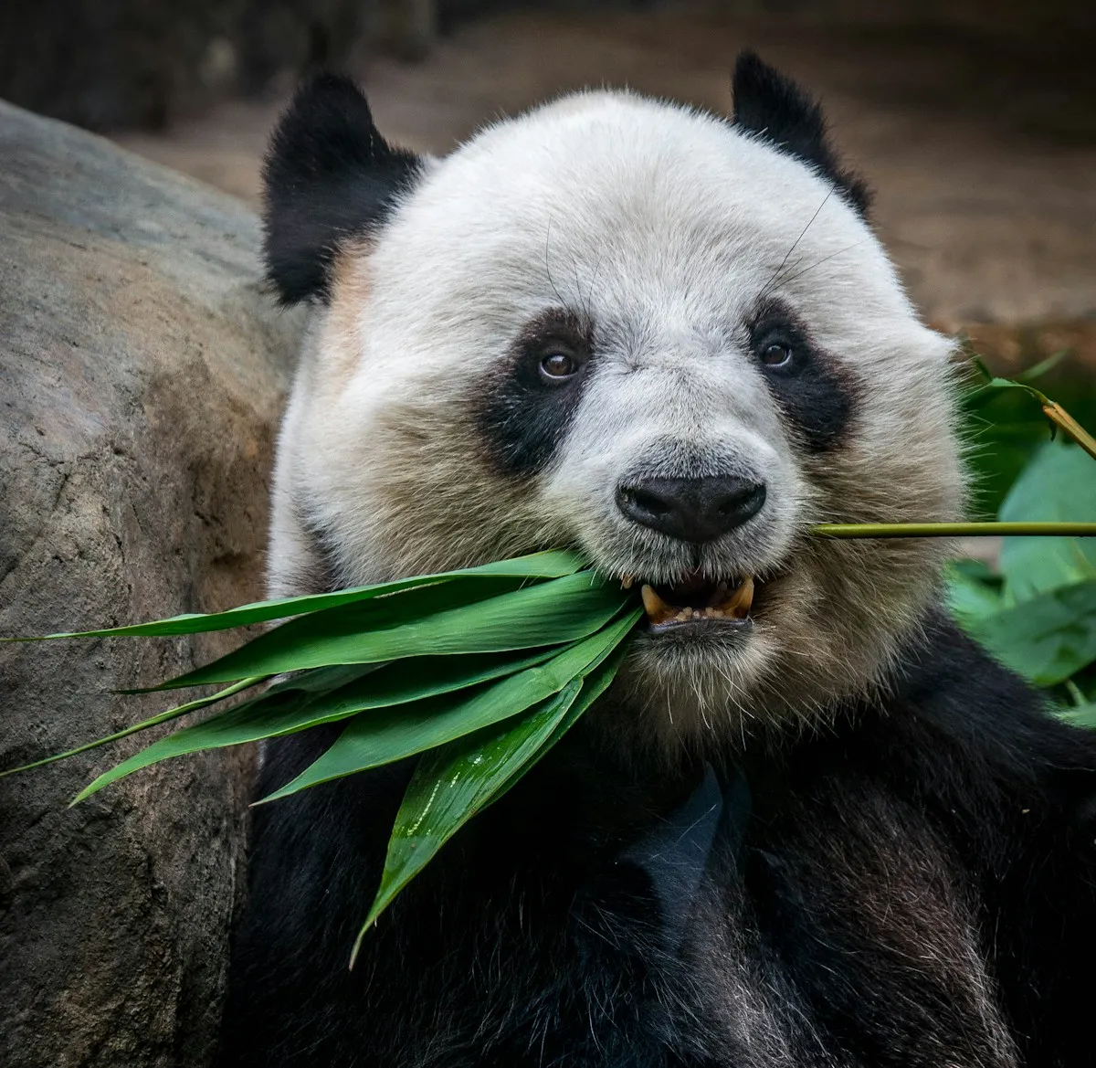 Panda keeper volunteer hand-feeding a giant panda at Dujiangyan